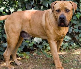 boerboel mix puppies for sale